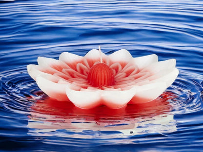 Vela flotante gigante de loto Irupé en caja de 4x20 cm